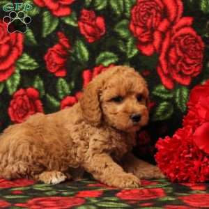 Bobby, Mini Goldendoodle Puppy
